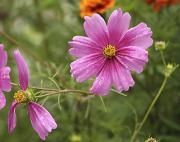 Cosmos bipinnatus