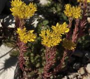 Crespinell groc (Sedum acre)