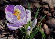 Crocus vernus (Crocus Holandés) + Abella de la mel (Apis mellifica)