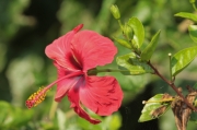 Hibiscus, rosa-sinensis.