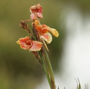 Canya d'Índies, Achira (Canna indica)