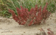 Salicornia europaea