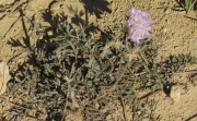 Scabiosa crenata