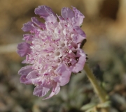 Scabiosa crenata