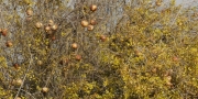 Magraner (Punica granatum)