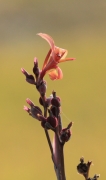 Achira (Canna indica)