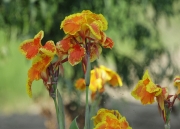 Canya d'Índies Achira(Canna indica).