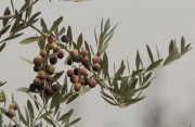 Olives (Olea europaea)