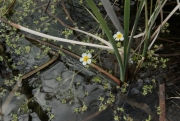 Ranuncle aquàtic (Ranunculus aquatilis)