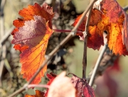 Pàmpols de ceps de vinya (Cabernet Sauvignon)