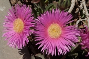 Bàlsam (Carpobrotus edulis)