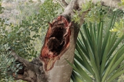 Garrofer (Ceratonia siliqua)