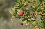 Arboç (Arbutus unedo)