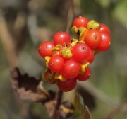 Fruit de l'orval.