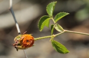 Fruit del roser silvestre