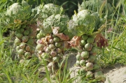 Col de Brussel·les (Brassica oleracea).