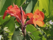 Achira (Canna indica)