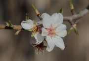 Flor d'ametller (Prunus dulcis)