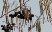 Vern (Alnus glutinosa)