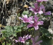 Malva (Malva sylvestris).