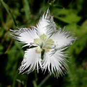 Clavellet de pastor(Dianthus hyssopifolius)