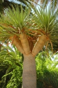 Drago (Dracaena draco)