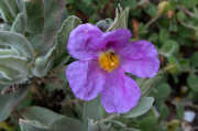 Estepa blanca (Cistus albidus)