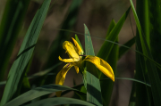 Lliri groc ( Iris pseudacorus )