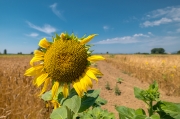 Girasol (Helianthus annuus)