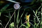 Dent de lleó (Taraxacum officinale)