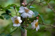 Englantina ( Rosa sempervirens )