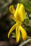 Gòdua, Ginestell comú (Cytisus scoparius = Sarothamnus scoparius)