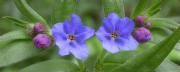 Pulmonària de fulla estreta (Pulmonaria longifolia)