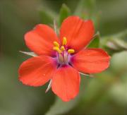 Borrissol vermell (Anagallis arvensis)