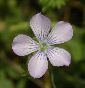 LLi de prat (Linum bienne = Linum angustifolium)