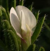 Gavalars grocs (Vicia lutea)