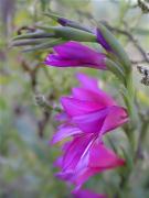 Lliri dels blats, Espadella (Gladiolus segetum) 1/2