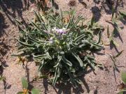 Violer marí (Matthiola sinuata) 1/2