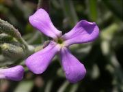 Violer marí (Matthiola sinuata) 2/2