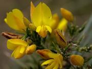 Gatosa (Ulex parviflorus)