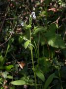 Miosotis de bosc (Myosotis sylvatica) 2/2