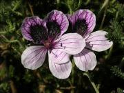 Peu de colom (Erodium foetidum ssp. glandulosum)