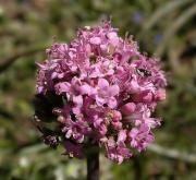 Valeriana sp. 1/2