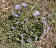 Senet de pobre (Globularia vulgaris) 1/2