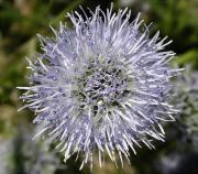 Senet de pobre (Globularia vulgaris) 2/2