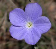 Lli de Narbona (Linum narbonense) 1/2