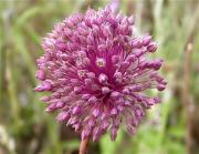 All de serp, All porrer, Porradell (Allium ampeloprasum)