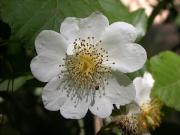 Rosa silvestre (Rosa sp.)