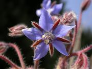 Borratja (Borago officinalis)