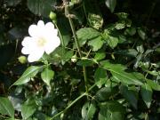 Rosa silvestre (Rosa sp.) 2/2